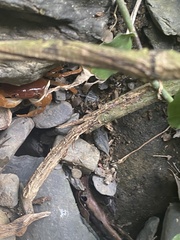 Geothelphusa pingtung