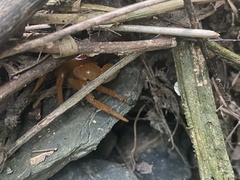 Geothelphusa pingtung