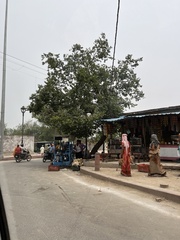 Holoptelea integrifolia