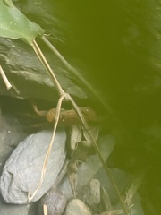 Geothelphusa pingtung