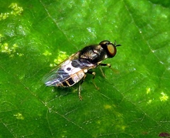 Nemotelus notatus