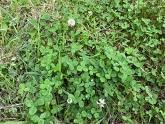 Trifolium repens
