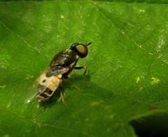 Nemotelus notatus