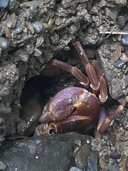 Geothelphusa pingtung