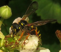 Cerceris arenaria