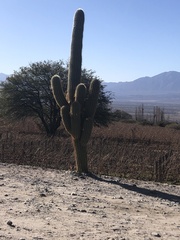 Trichocereus