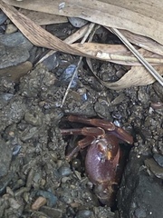 Geothelphusa pingtung