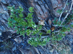 Berberis morrisonensis