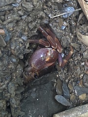 Geothelphusa pingtung