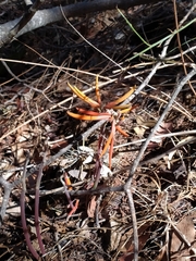 Erythrina leptorhiza