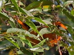 Cossypha natalensis natalensis