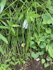 Campanula punctata punctata