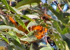 Cossypha natalensis natalensis