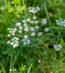 Aulacospermum anomalum