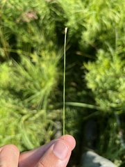 Eleocharis wolfii