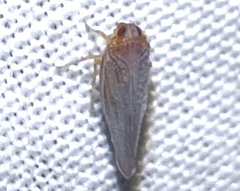 Omolicna