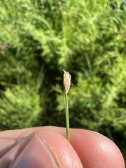Eleocharis wolfii