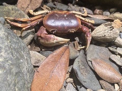 Geothelphusa pingtung