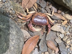 Geothelphusa pingtung