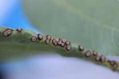Caryomyia striolacrustum