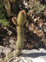Cleistocactus smaragdiflorus
