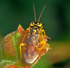 Pamphilius vafer