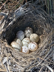 Chondestes grammacus