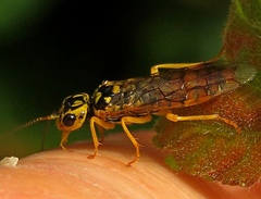 Pamphilius vafer