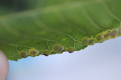 Caryomyia striolacrustum