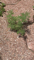 Leucospora multifida