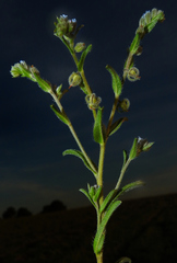Rochelia disperma