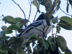 Dryoscopus cubla cubla