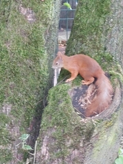 Sciurus vulgaris