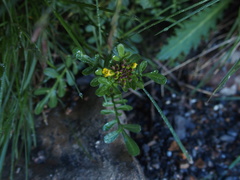 Barbarea taiwaniana