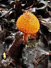 Agaricus trisulphuratus