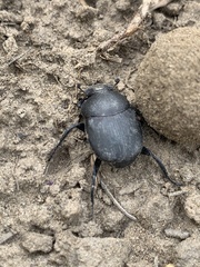 Canthon pilularius
