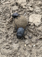 Canthon pilularius