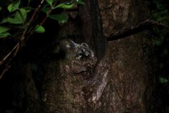 Thrigmopoeus truculentus