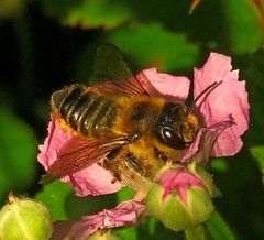 Megachile ligniseca