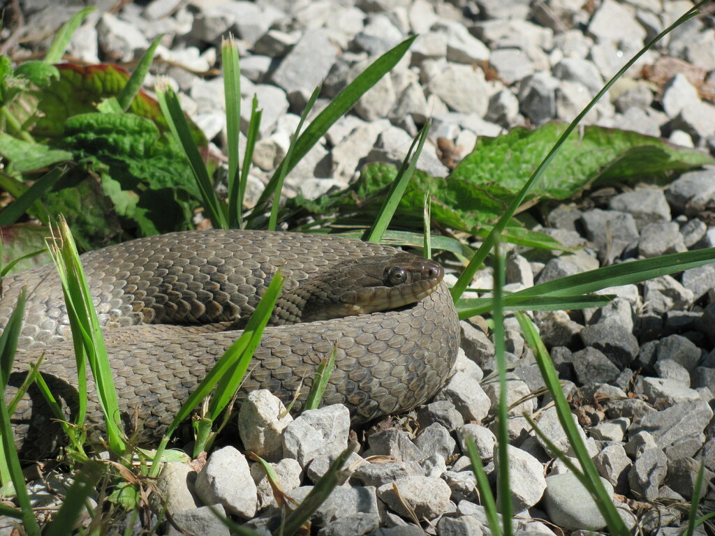 Common Watersnake From Bruce County, ON, Canada On June 10, 2022 At 10: ...