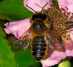 Megachile ligniseca