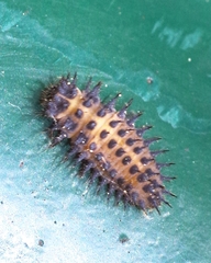 Chilocorus renipustulatus