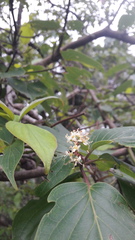 Cornus macrophylla