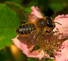 Megachile ligniseca