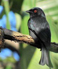Square-Tailed Drongo photo 3