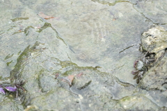 Anthopleura handi