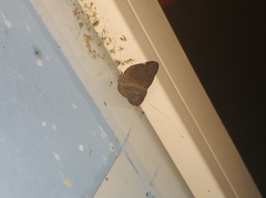 Ricania sublimata