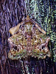 Ortopla iarbasalis