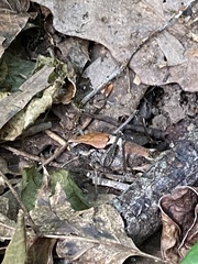 Atlanticus testaceus