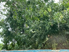 Ficus religiosa